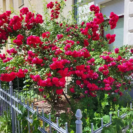 דירה Gruenderhaus *